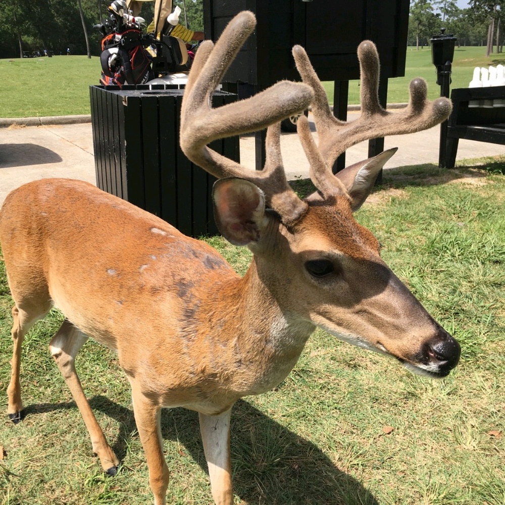 Meet your Posher, Cynthia